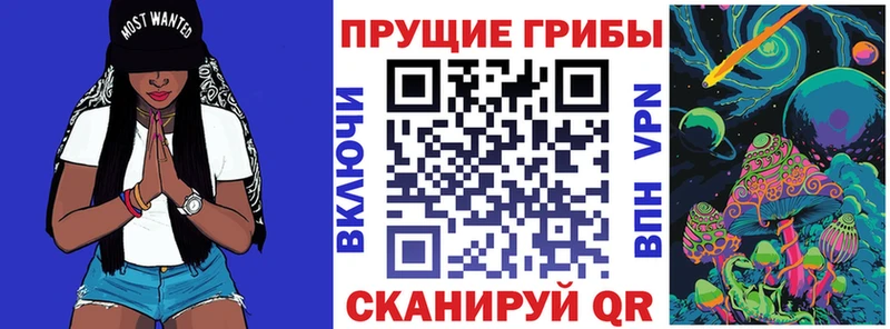что такое   Славгород  Галлюциногенные грибы Psilocybe 
